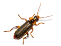 Cantharis nigricans